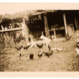 Photograph of woman with a dairy cow 