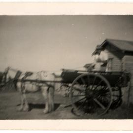 Photograph of man in a horse drawn buggy