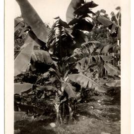 Photograph of banana plantation
