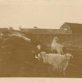 Goats and child