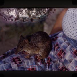 Southern Brown Bandicoot