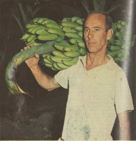 Source: "BANANA PARADISE" (1963, July 24). The Australian Women's Weekly (1933 - 1982), p. 10. http://nla.gov.au/nla.news-article51393160